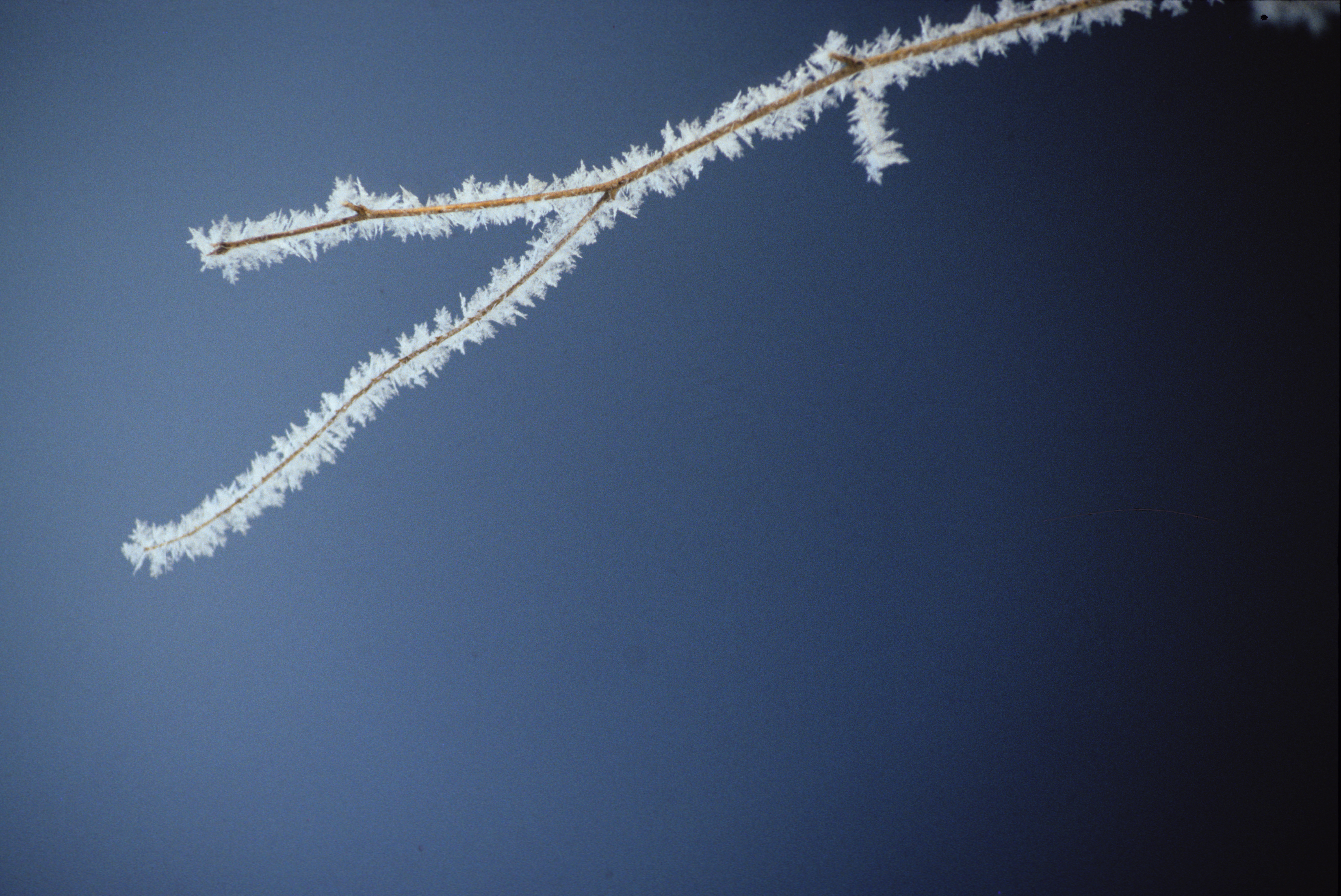 tree branch with frost – Visual Haiku – Nalanda Miksang Contemplative Photography – copyright – John McQuade tree-branch-with-frost-Visual-Haiku-Nalanda-Miksang-Contemplative-Photography-copyright-John-McQuade