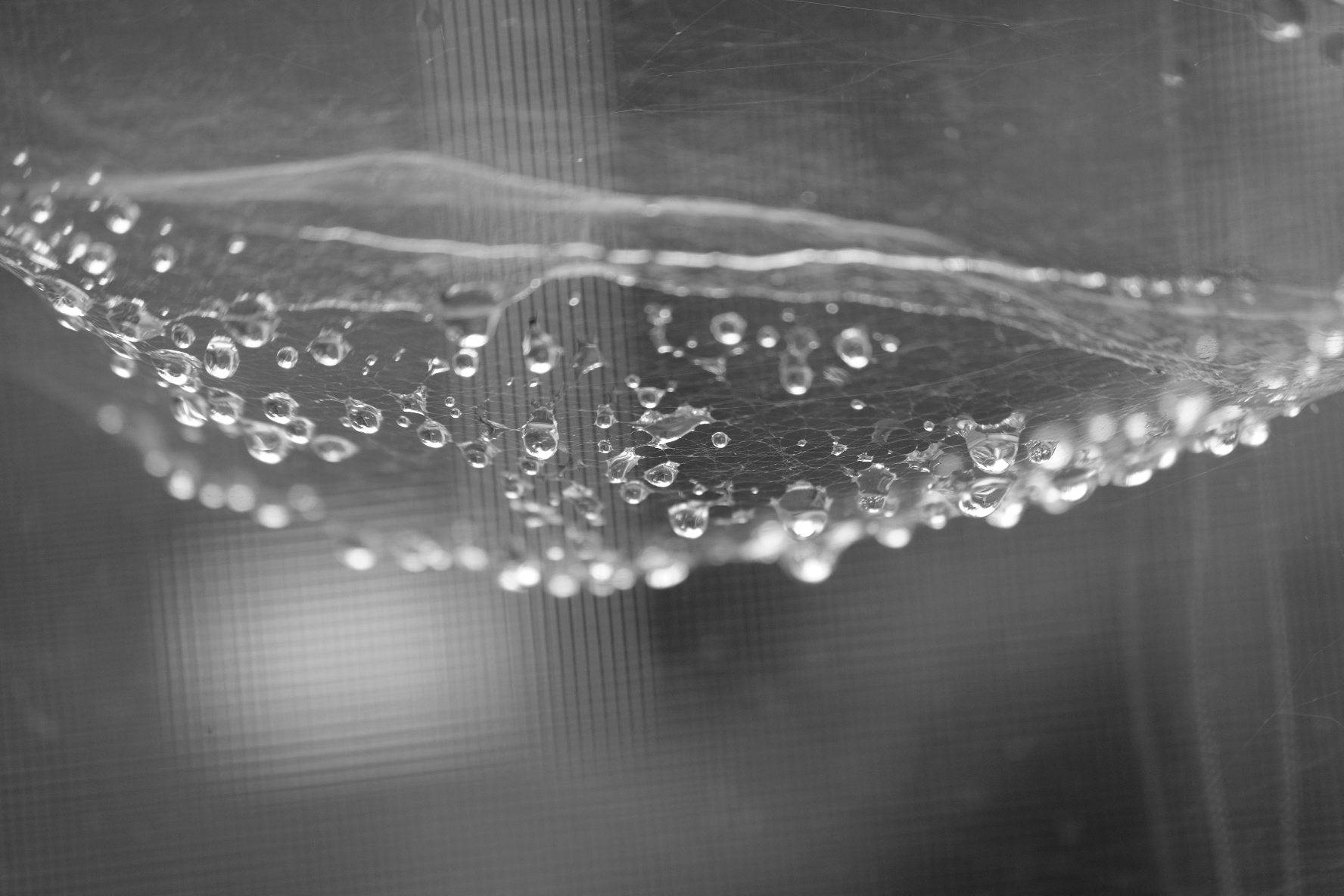 Dew on Spider Web – Pattern and Texture – Miksang Contemplative Photography – copyright – Tim Auman